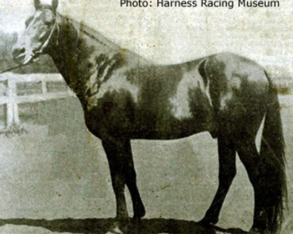 stallion Guy Wilkes US-2867 (American Trotter, 1879, from George Wilkes 519 (US))