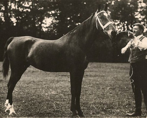 Zuchtstute Princess Airlie (US) (Amerikanischer Traber, 1895, von Prince Airlie (US))