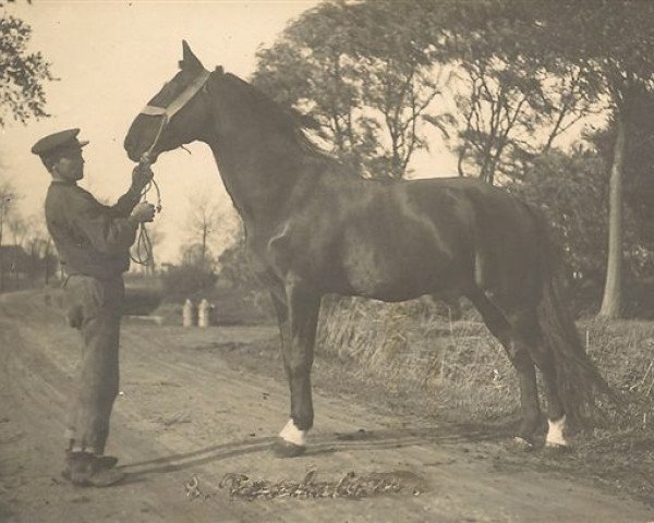 stallion Troubadour (FR) (French Trotter, 1897, from Fuschia (FR))