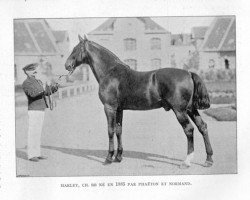 stallion Harley (FR) (Anglo-Norman, 1885, from Phaeton (FR))