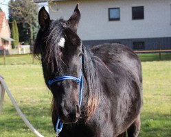 Pferd Hot Stone (Deutsches Reitpony, 2013, von Hashim Ibn Sharaf ox)