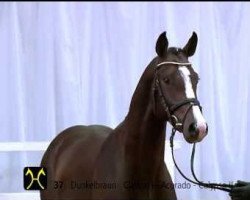 horse Winterfell (Hanoverian, 2011, from Clinton I)