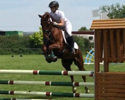 jumper Galahad (German Riding Pony, 2010, from Gandalf)