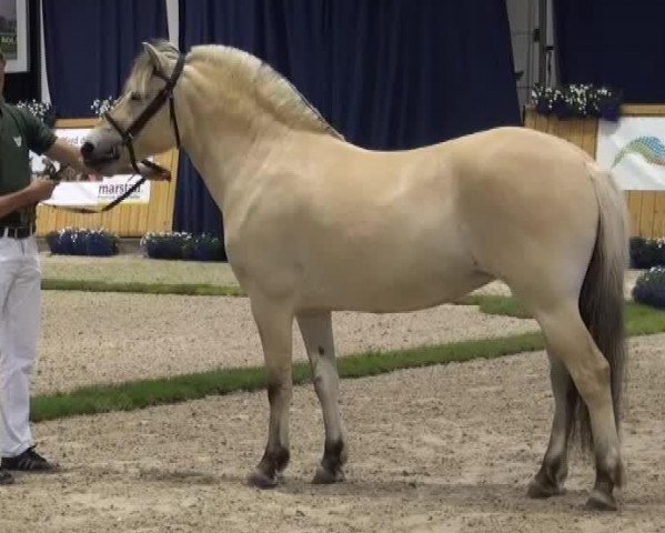 horse Klarissa (Fjord Horse, 2010, from Kvirlo)