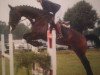 jumper Dyson 4 (Hanoverian, 2011, from Dirano)