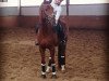 dressage horse Lanze 26 (Mecklenburg, 2012, from Lycon 3)