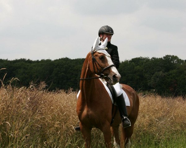 Pferd Dondolo (Westfale, 1995, von Daenenkoenig)