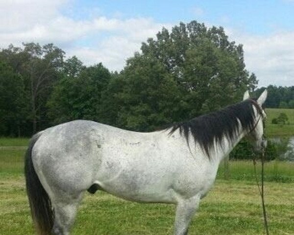 Pferd jasminaa (Amerikanisches Reitpony,  )