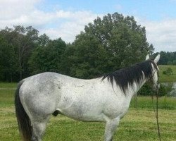 Pferd jasminaa (Amerikanisches Reitpony,  )