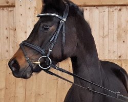 dressage horse Mausi (German Sport Horse, 2014, from Quadroneur)