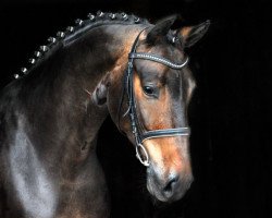 dressage horse Achtung ! (Oldenburg, 2006, from Rubin Royal OLD)