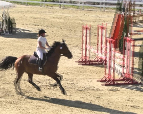Reitturnier Leutkirch-Diepoldshofen 2018
