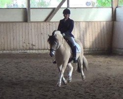 dressage horse Basty Dreilinden (Fjord Horse, 2000, from Björlo)