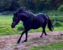 Pferd Möhrchen (Welsh-Cob (Sek. C), 2008, von Kanudos xx)