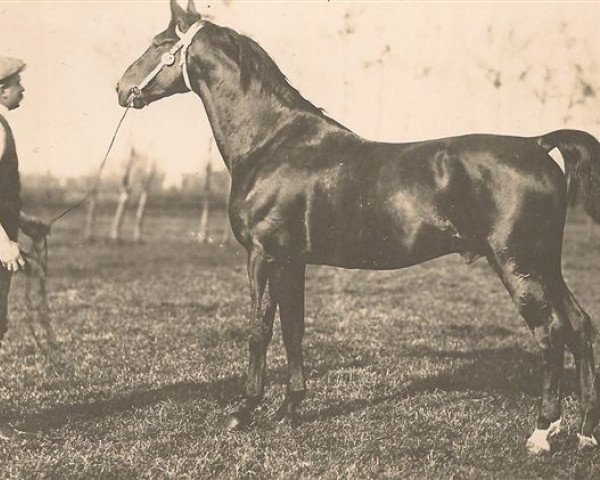 stallion Amiens (FR) (French Trotter, 1900, from Harley (FR))