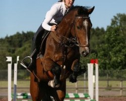 jumper Malus Corvett (Finnish Warmblood, 2008, from Larino)