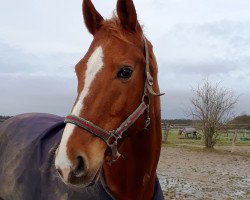 dressage horse Davincino (Hanoverian, 2005, from Dauphin)