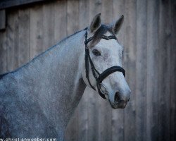 Zuchtstute La Goutte de Pluie (Österreichisches Warmblut, 2009, von Gracieux)