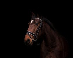 broodmare Quenzi (German Sport Horse, 2008, from Qvenetie)