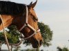 dressage horse Lakischa (German Riding Pony, 2008, from Nightstar)