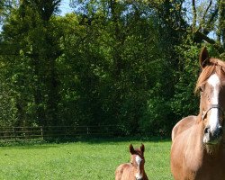 broodmare Vleur (Hanoverian, 2011, from Valentino)