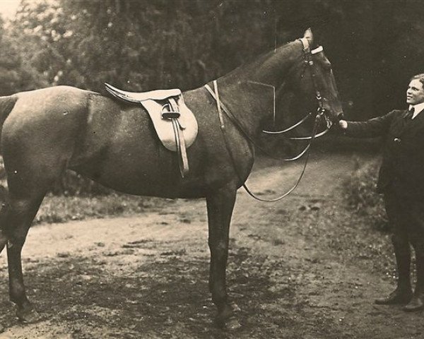 broodmare Turmoil (USA) (American Trotter, 1902, from Refero (US))