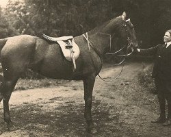 broodmare Turmoil (USA) (American Trotter, 1902, from Refero (US))