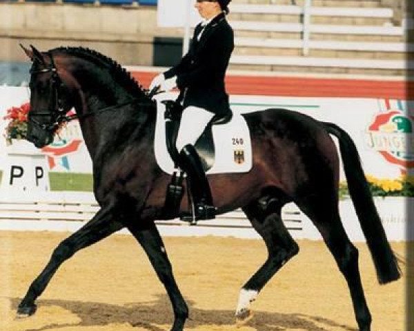 stallion Weltissimo 3 (Oldenburg, 1996, from Welt Hit II)