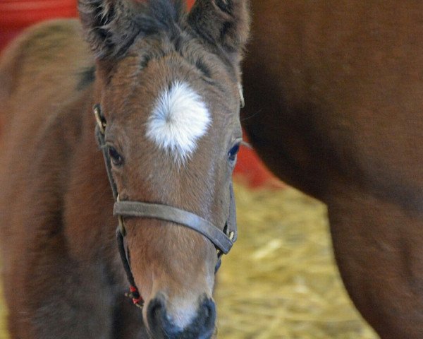 horse Hengst von Bernardini xx (Thoroughbred, 2018, from Bernardini xx)