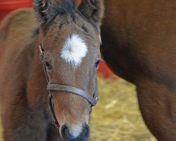 horse Hengst von Bernardini xx (Thoroughbred, 2018, from Bernardini xx)