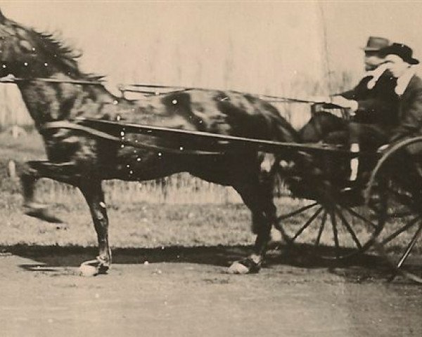 Pferd Insolent (FR) (Französischer Traber, 1908, von Dancourt (FR))