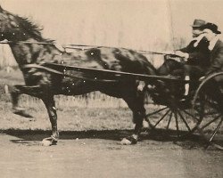 Pferd Insolent (FR) (Französischer Traber, 1908, von Dancourt (FR))