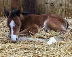 horse Hengst von Nyquist xx (Thoroughbred, 2018, from Nyquist xx)