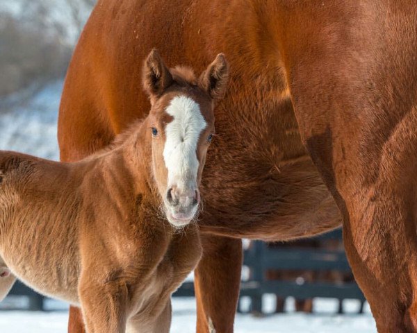 horse Hengst von Mshawish xx (Thoroughbred, 2018, from Mshawish xx)