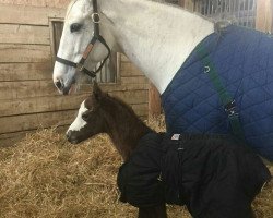 broodmare Ermine Slippers xx (Thoroughbred, 2006, from El Prado xx)