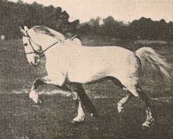 stallion Hansemann (DE) (German trotters, 1913, from Fritz Medium (US))