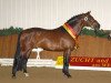 stallion Cyriac WE (German Riding Pony, 2001, from Constantin)