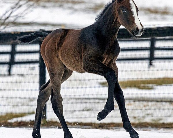 Pferd Hengst von War Dancer xx (Englisches Vollblut, 2018, von War Dancer xx)