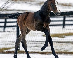 horse Hengst von War Dancer xx (Thoroughbred, 2018, from War Dancer xx)