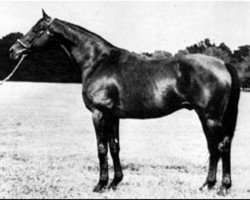 stallion Seductor xx (Thoroughbred, 1943, from Full Sail xx)