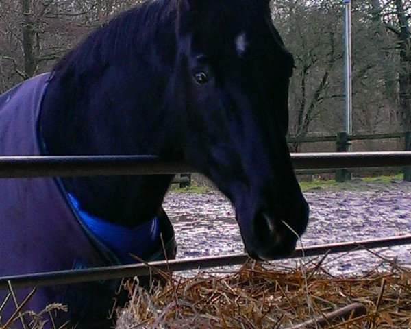 horse Lennox 87 (Hanoverian, 1997, from Lanthan)