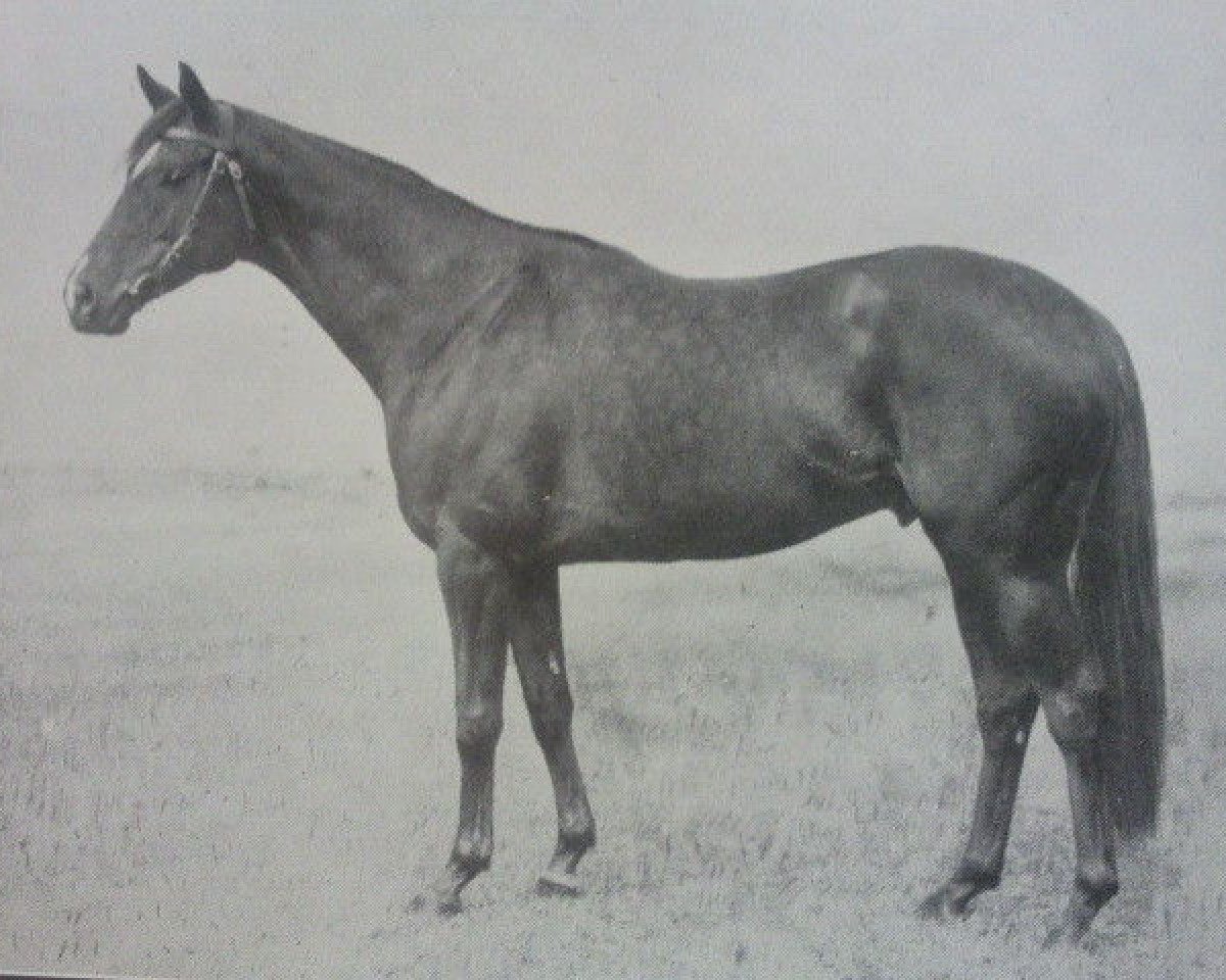 Deckhengst Casanova xx (Englisches Vollblut, 1936, von Hyperion xx)
