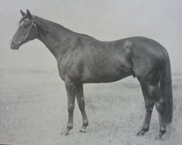 stallion Casanova xx (Thoroughbred, 1936, from Hyperion xx)