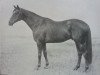 Pferd Casanova xx (Englisches Vollblut, 1936, von Hyperion xx)