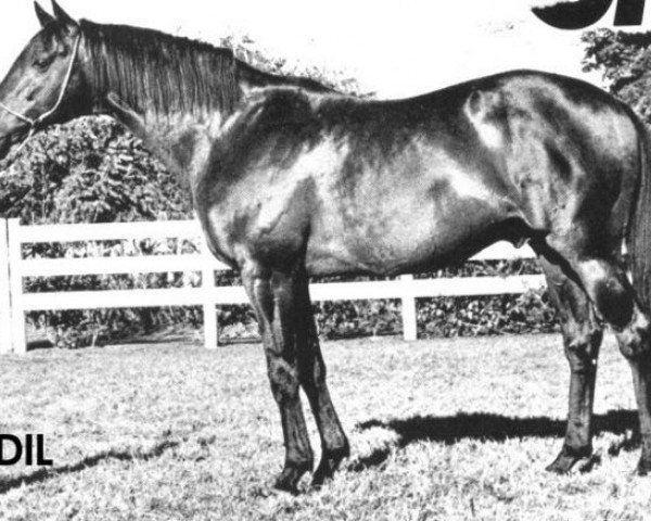 stallion Adil xx (Thoroughbred, 1951, from Epigram xx)