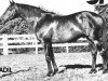 stallion Adil xx (Thoroughbred, 1951, from Epigram xx)