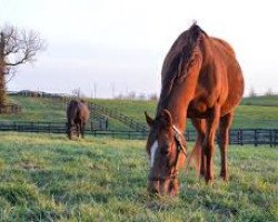 broodmare Seeking Gabrielle xx (Thoroughbred, 2007, from Forestry xx)