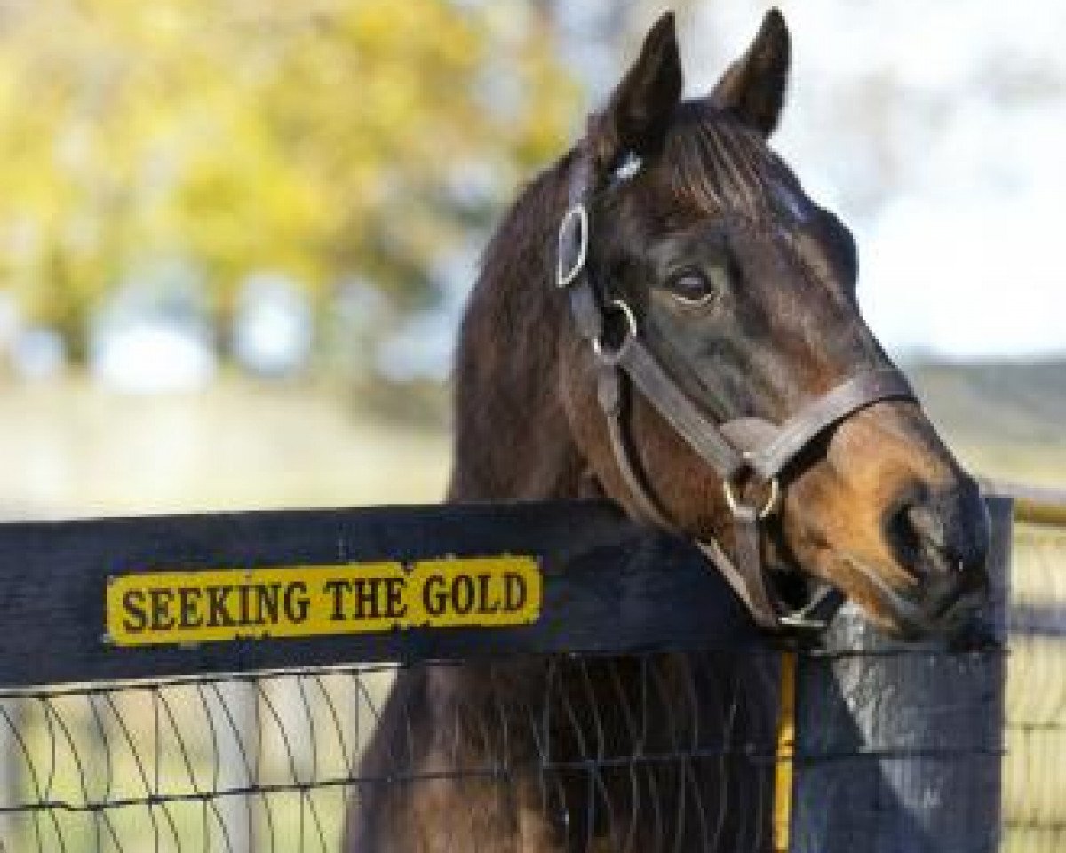stallion Seeking the Gold xx (Thoroughbred, 1985, from Mr. Prospector xx)