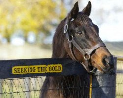 stallion Seeking the Gold xx (Thoroughbred, 1985, from Mr. Prospector xx)