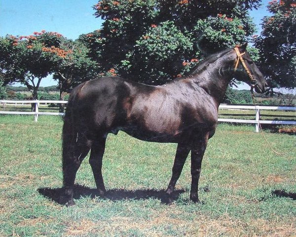 stallion Figuron xx (Thoroughbred, 1968, from Silver Moon III xx)
